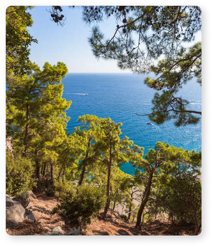 dalmacija boranka